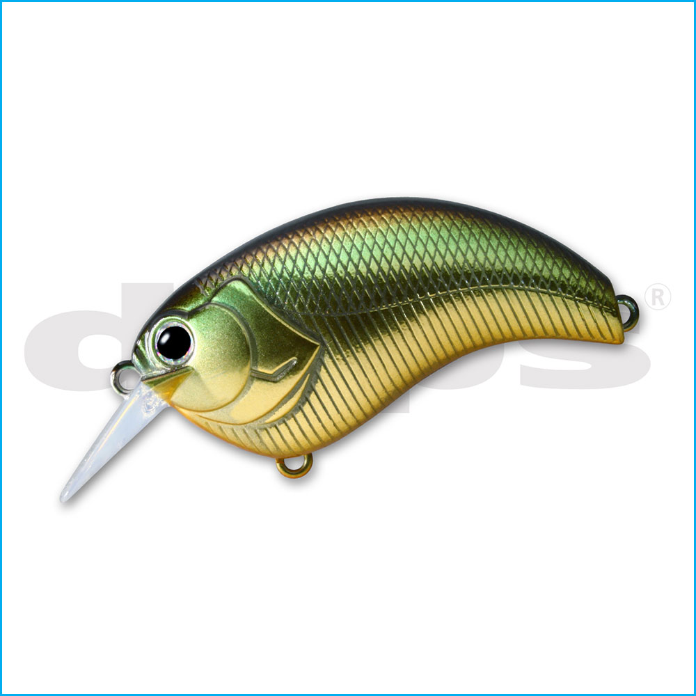 EVOKE 2.0 | 12-GOLDEN SHINER