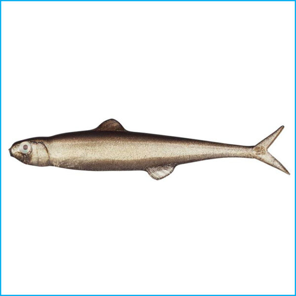 LAST ACE 75 | 057-TRICK SHAD