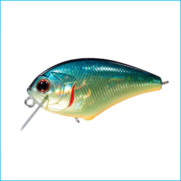 BLITZ SSR | H03-AMERICAN SUNFISH