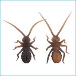 ORIKANEMUSHI II | OM027-RED FROG