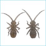 ORIKANEMUSHI II | OM029-LIVELY SHRIMP